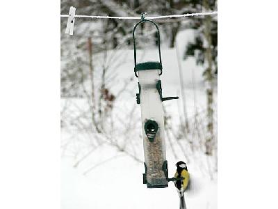 Photo Great Tit Sitting On Birdfeeder Animal