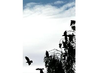Photo Jackdaws Taking Off From Tree Animal