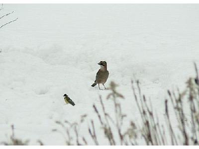 Photo Jay Standing In Snow Animal