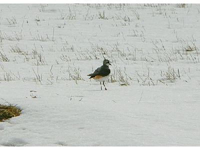 Photo Lapwing In Snow Animal