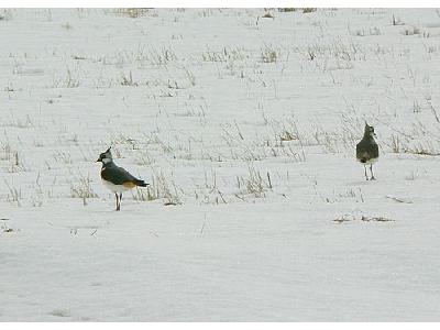 Photo Lapwings In Snowy Field Animal
