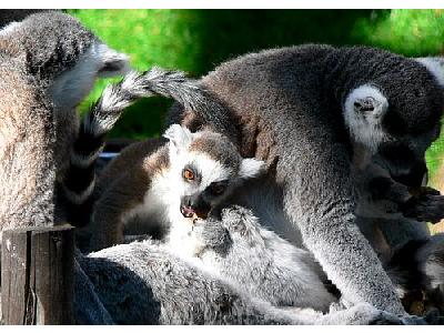 Photo Lemurs Eating Animal