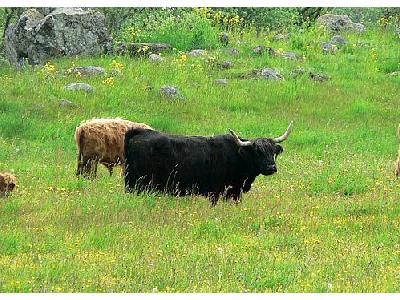 Photo Long Horned Cattle Animal