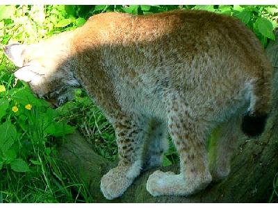 Photo Lynx On Tree Log Animal