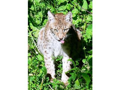 Photo Lynx Sitting Animal