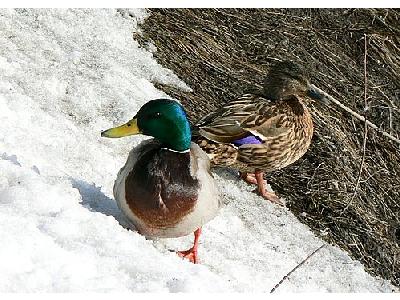 Photo Male And Female Mallards On Waterside Animal