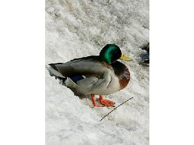 Photo Mallarad Sitting In Snow Animal