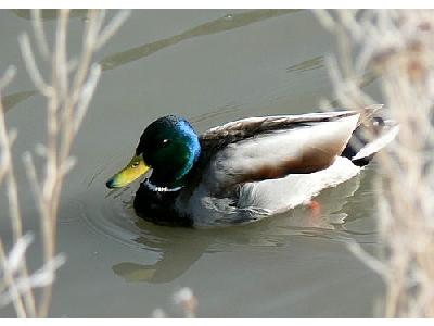 Photo Mallard Swimming In Cold Water Animal