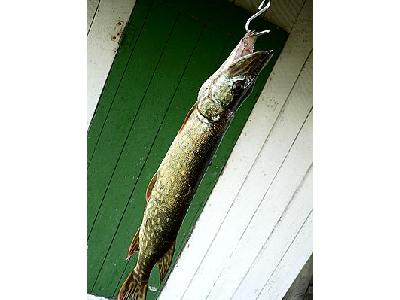 Photo Northern Pike Animal