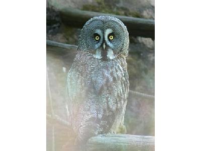 Photo Owl Animal