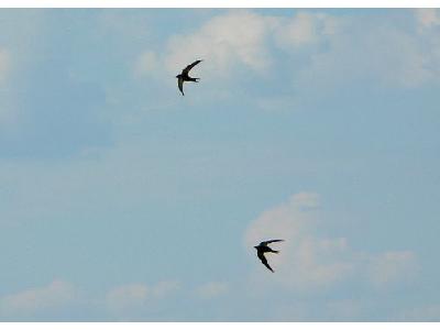 Photo Pair Of Flying Swallows Animal