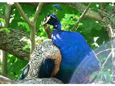 Photo Peacock Animal