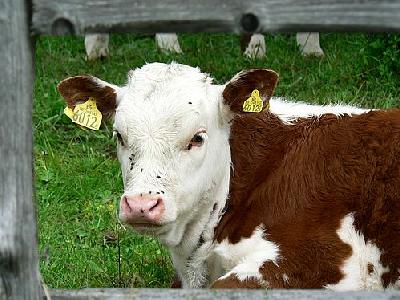 Photo Red And White Calf Animal