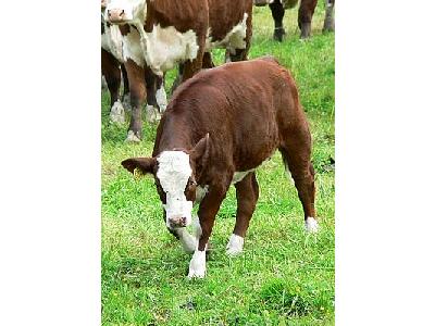 Photo Red And White Calf 3 Animal