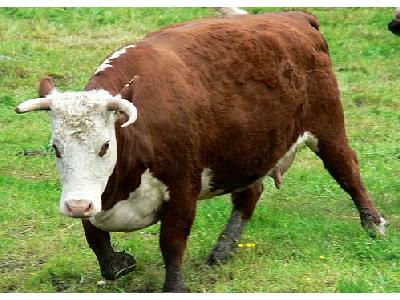 Photo Red And White Cow Animal