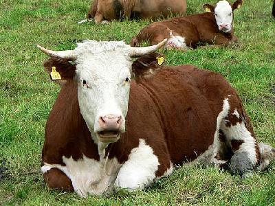 Photo Red And White Cow 2 Animal