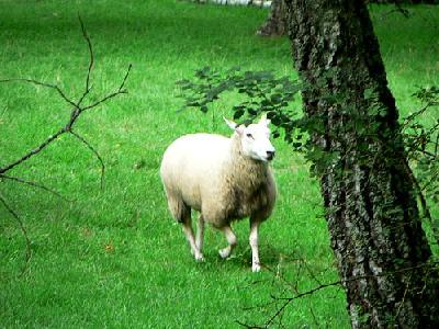 Photo Running Sheep Animal