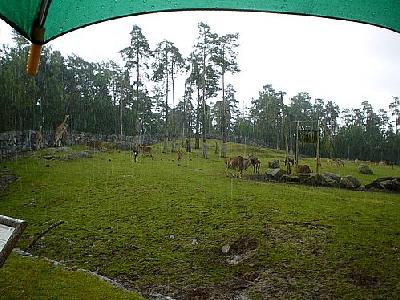 Photo Savanna In Rain Animal