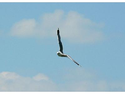 Photo Seagull Flying Animal