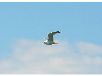 Photo Seagull Flying 3 Animal