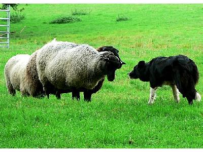 Photo Sheep And Sheep Dog Animal