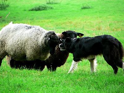 Photo Sheep And Sheep Dog 2 Animal
