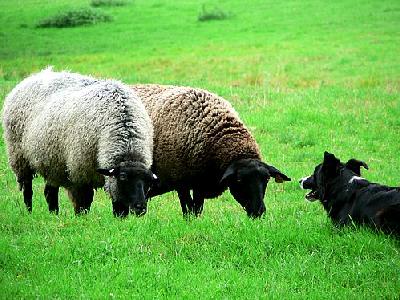 Photo Sheep And Sheep Dog 3 Animal