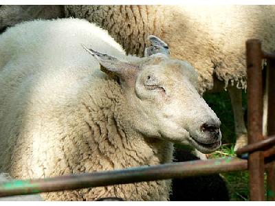 Photo Sheep With Closed Eyes Animal