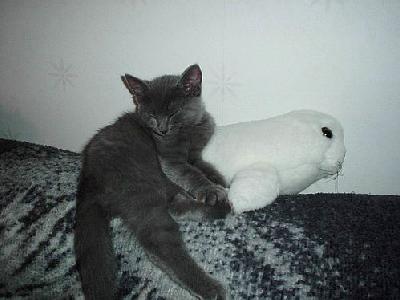 Photo Sleeping Kitten Animal