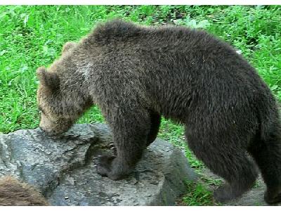 Photo Sniffing Bear Animal