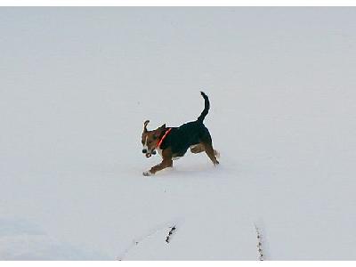 Photo Sporting Dog Running In Snow Animal