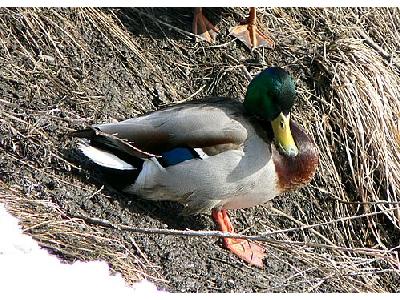 Photo Sunbathing Mallard Animal