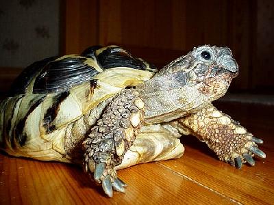 Photo Turtle Animal