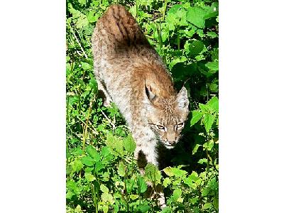 Photo Walking Lynx Animal