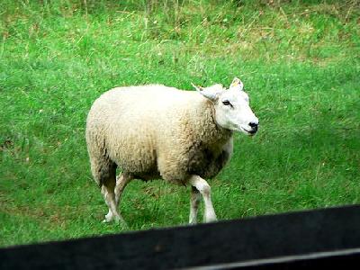 Photo Walking Sheep Animal