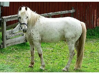 Photo White Horse Animal