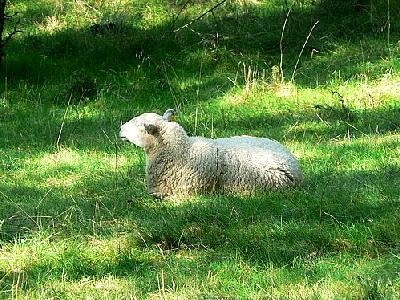 Photo White Sheep Resting Animal