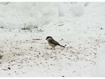 Photo Willow Tit Eating Seed Animal