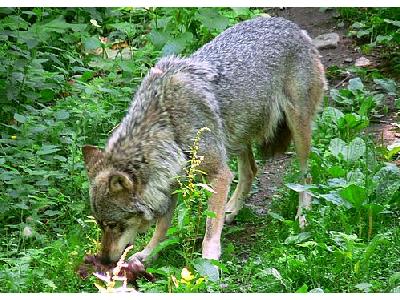 Photo Wolf Eating Animal