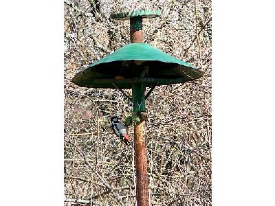 Photo Woodpecker And House Sparrow On Birdfeeder Animal