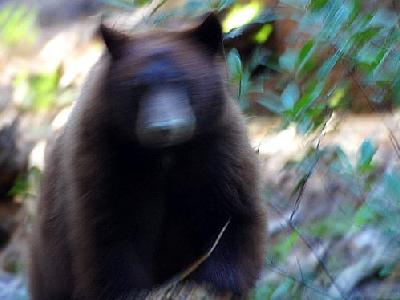 Photo Bear Attack Animal