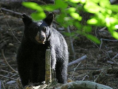 Photo Black Bear 2 Animal