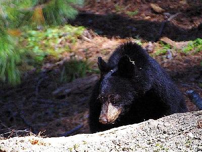 Photo Black Bear 3 Animal