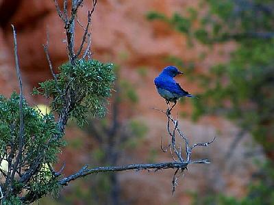 Photo Blue Bird Animal