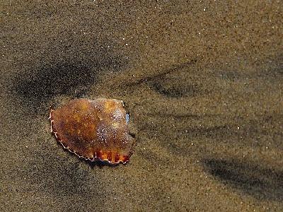 Photo Crab Shell Animal
