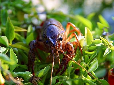 Photo Crawfish Animal