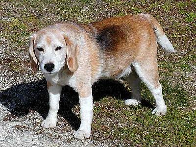 Photo Dog Beagle Animal