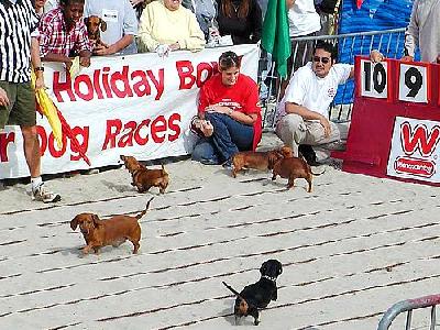 Photo Dogs 2 Animal