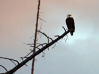 Photo Eagle Animal