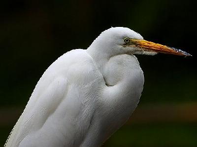 Photo Egret 2 Animal